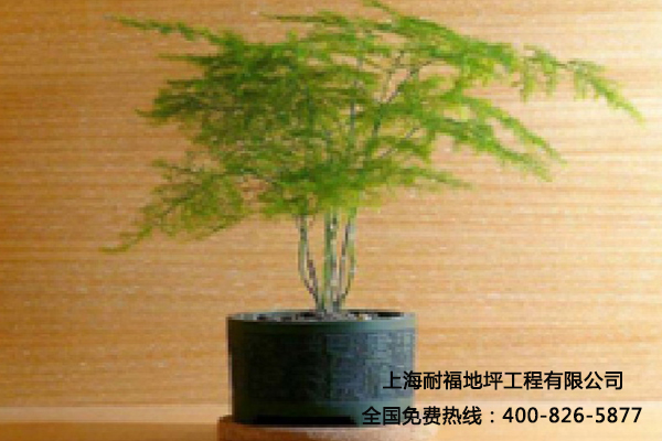 綠色植物